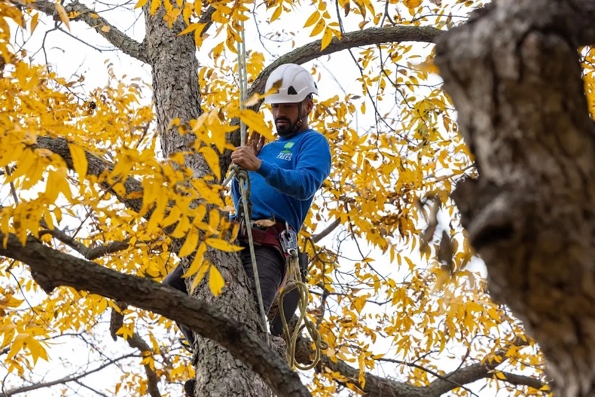 Skilled Storm Damage Cleanup crew working in Barlow